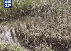 五常大米受災(zāi)，影響如何？幾組數(shù)據(jù)講清→